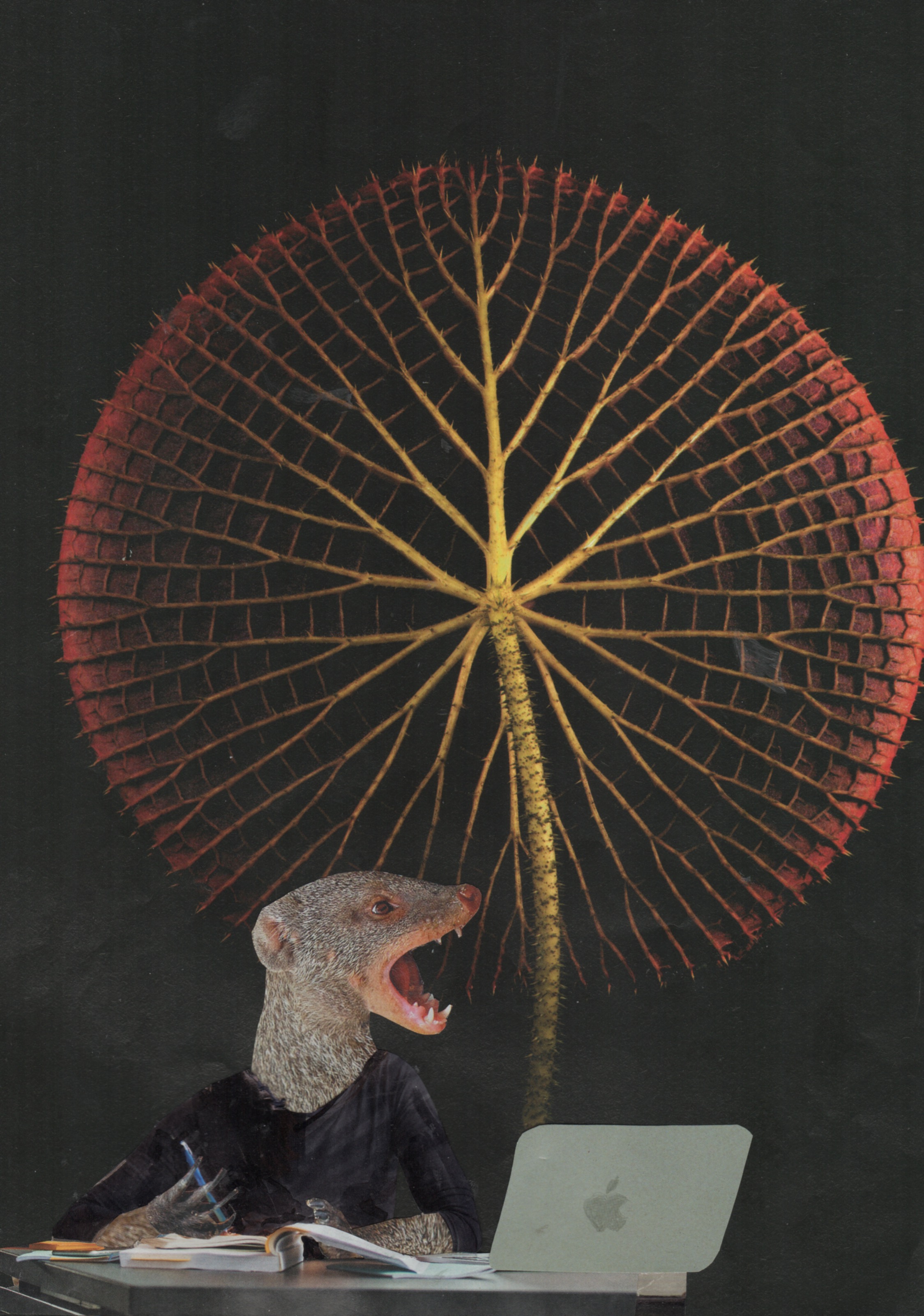 A mongoose surprised by a giant plant blooming from her keyboard